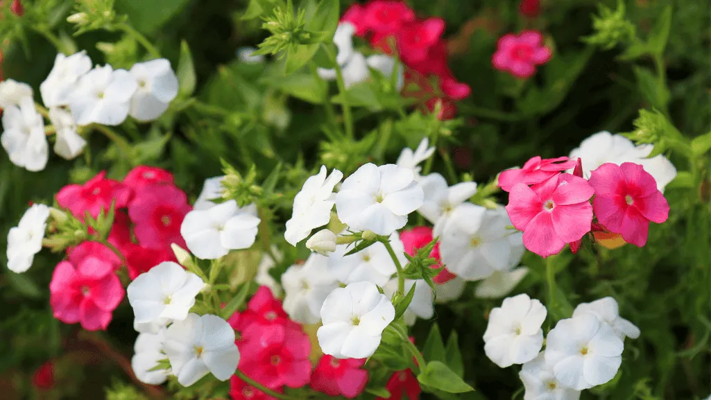 Colorful perennial garden with daylilies, coneflowers, and phlox