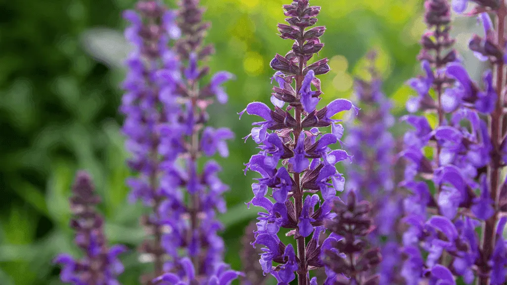 Comparison of hardy Salvia nemorosa and tender Salvia greggii with visible differences