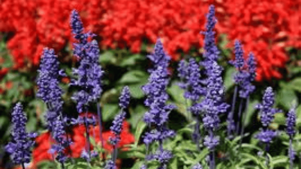 Comparison of proper vs improper winter salvia care showing common mistakes