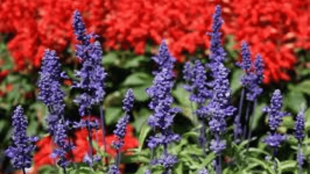 Comparison of proper vs improper winter salvia care showing common mistakes