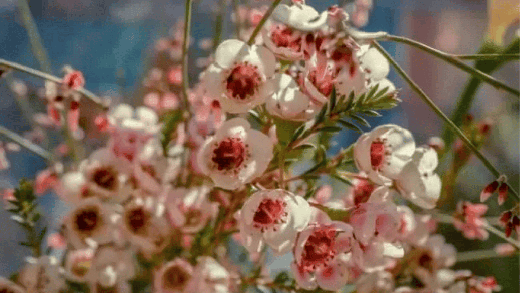 Established waxflower shrub in full bloom in a garden setting