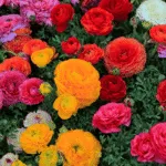 Flower for Gardens