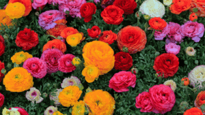 Flower for Gardens