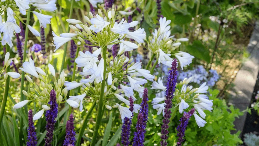 Healthy salvia plants in spring after proper winter care and spring revival