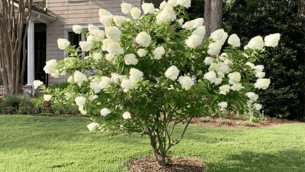 Little Lime Hydrangea Planting