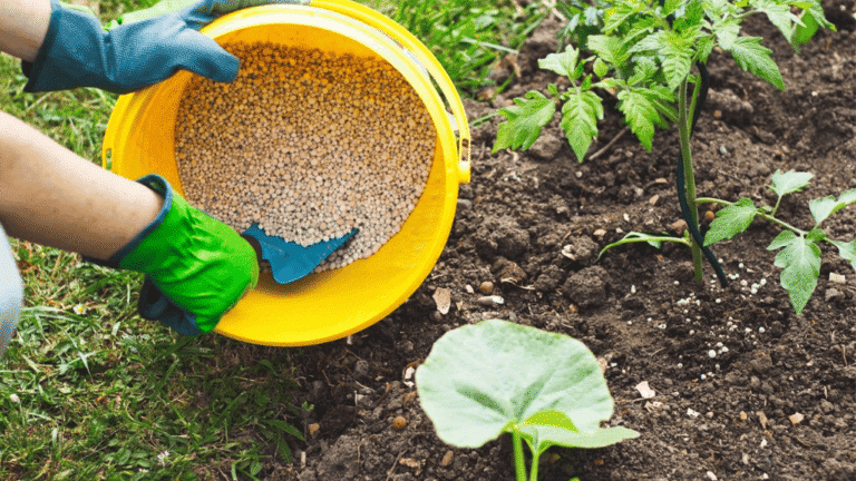 Organic Fertilizers for Vegetable Gardens1