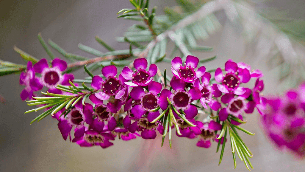 Person crushing waxflower leaves to release fragrance