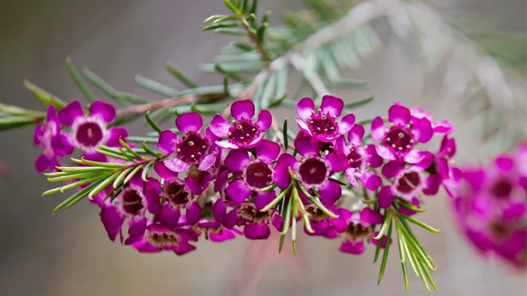 Person crushing waxflower leaves to release fragrance