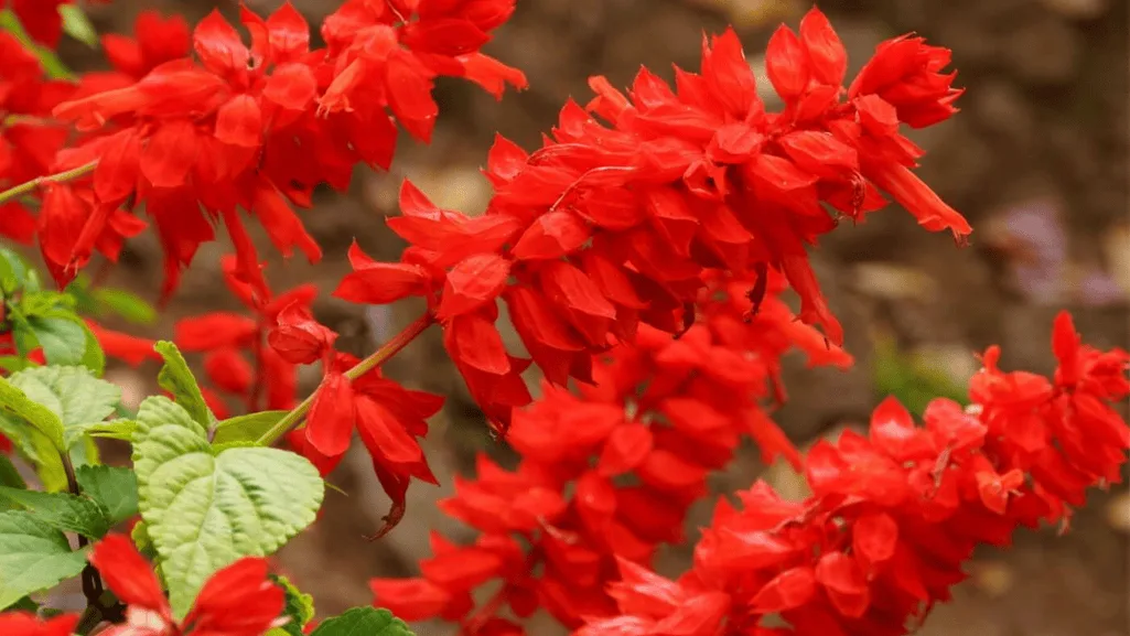 Potted salvias being prepared for winter storage in a protected area