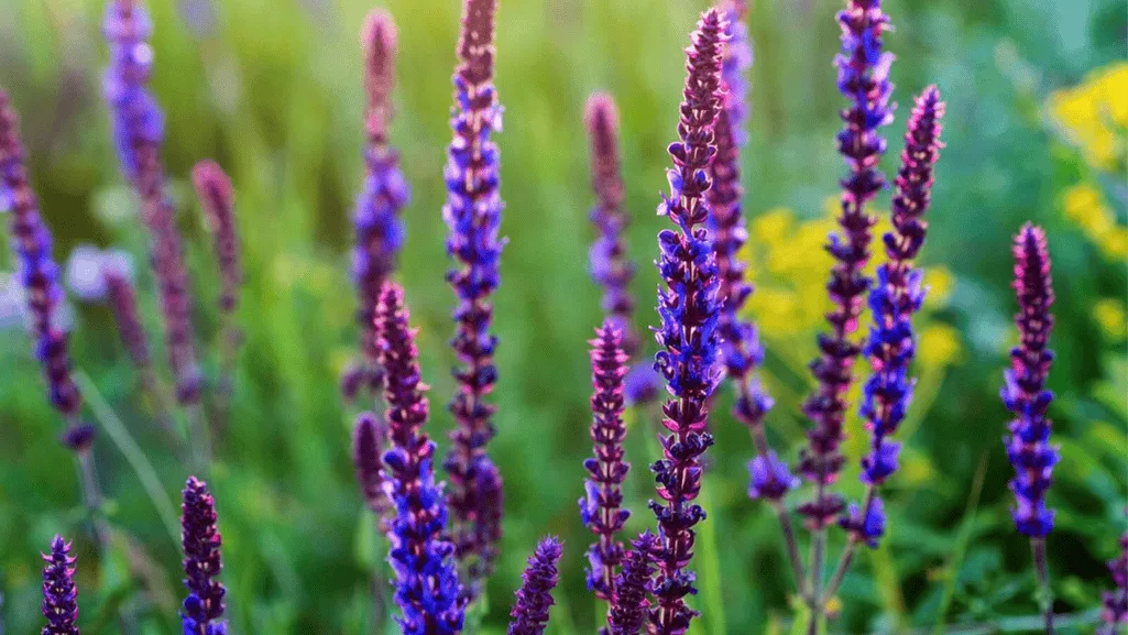 Proper mulching technique for salvias in winter showing mulch around base but not covering crown
