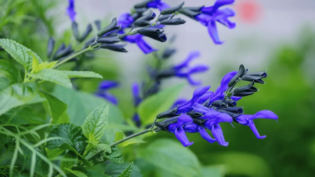 Proper pruning technique for salvias before winter showing where to cut stems