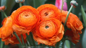 Ranunculus Flowers