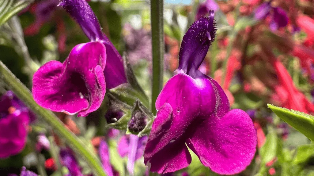 Salvias emerging from winter dormancy with new spring growth