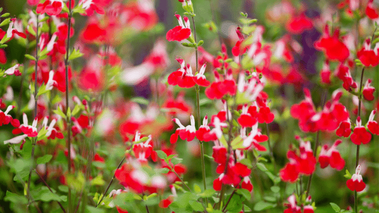 Salvias in winter