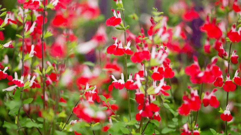 Salvias in winter