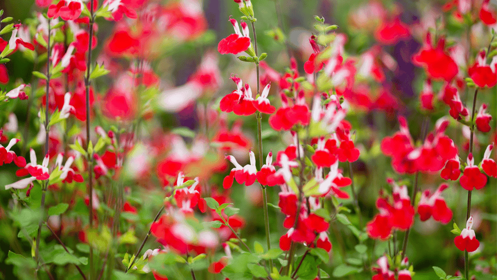 How to Protect and Care for Salvias During Winter 1 Salvias in winter