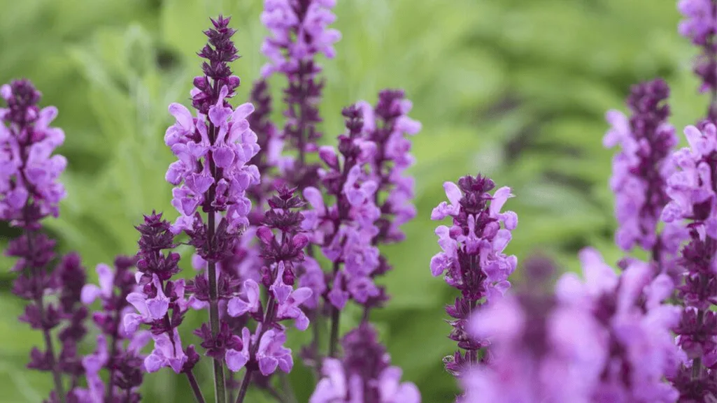 Salvias protected with frost cloth during winter showing proper installation