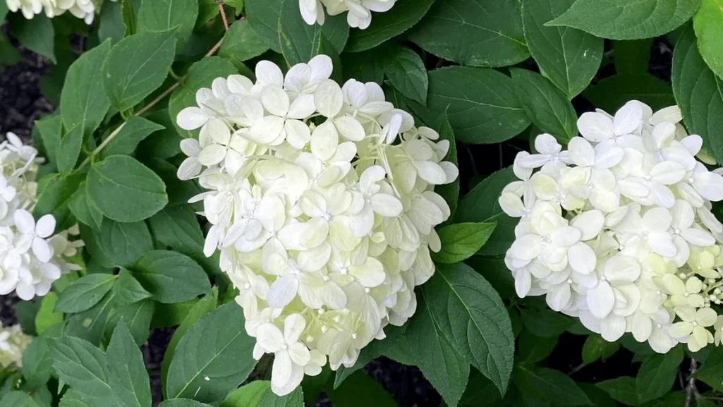 Seasonal Care and Winter Protection