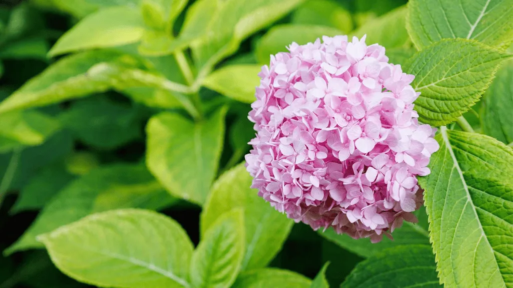 Soil, Water, and Sunlight Requirements