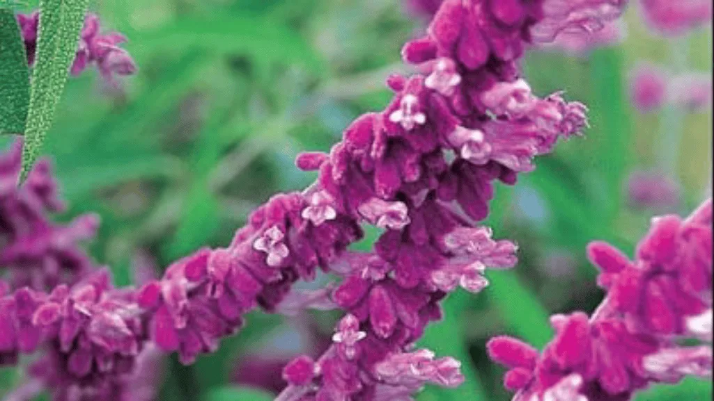 Spring pruning of salvias showing where to cut back dead growth