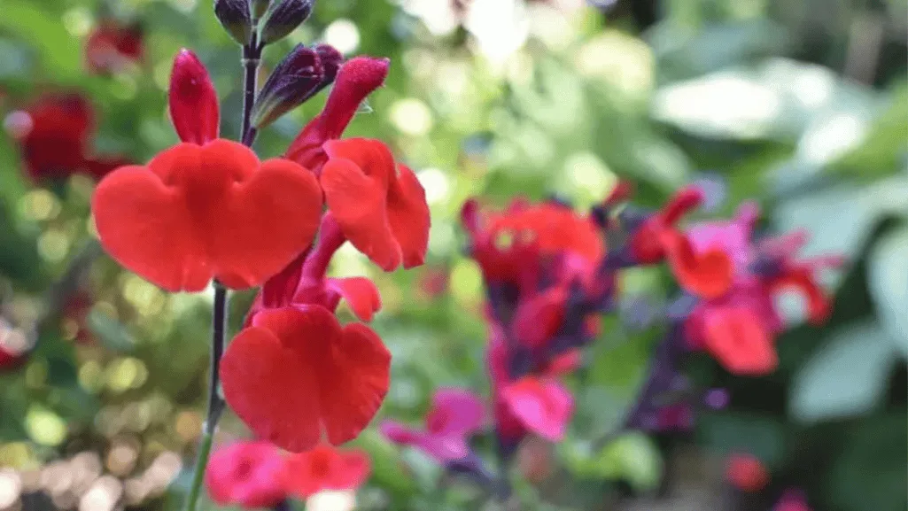 Testing salvia stems for winter survival by scratching bark to reveal green tissue