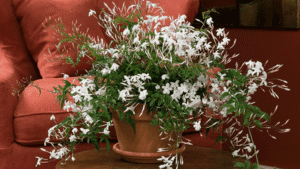 Trailing Jasmine