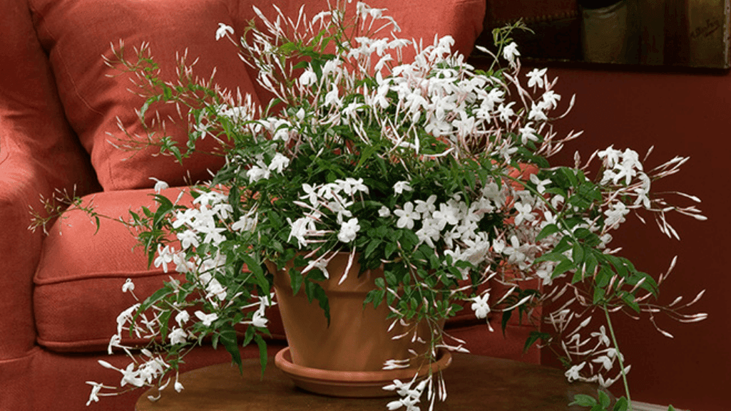 Trailing Jasmine: A Captivating Vine for Your Garden 1 Trailing Jasmine