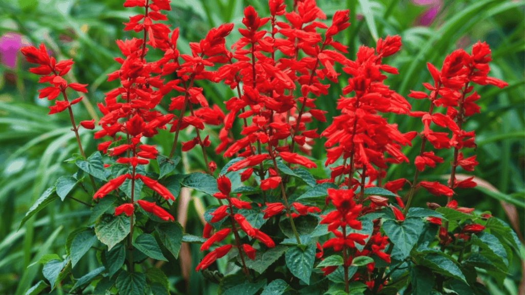 USDA plant hardiness zone map highlighting salvia growing regions