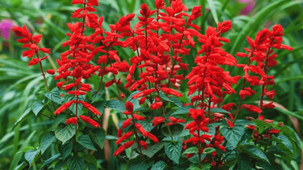 USDA plant hardiness zone map highlighting salvia growing regions