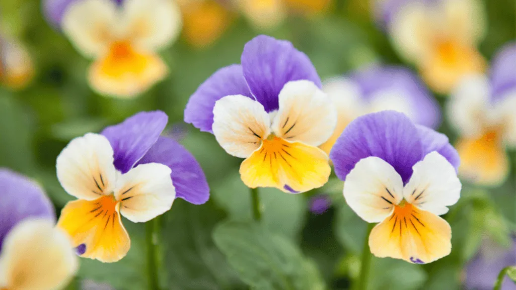Understanding Pansy Varieties and Their Characteristics