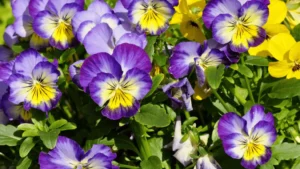 Varieties of Pansies