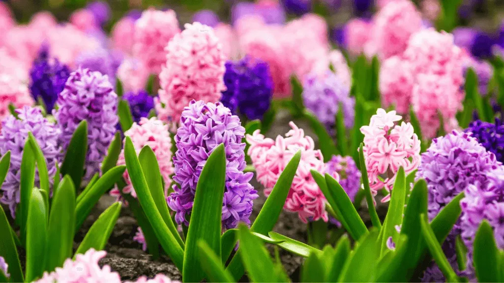 Vibrant flower garden for enhanced curb appeal and pollinator support