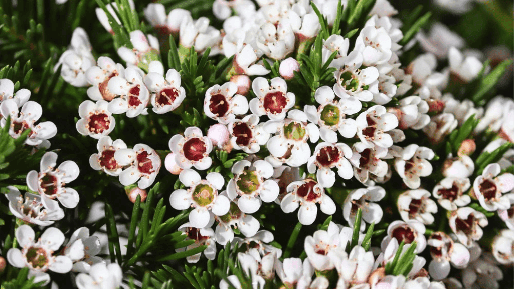 Waxflower growing in sandy Australian soil