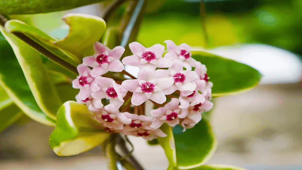 Waxflower plant growing in a garden setting with proper spacing