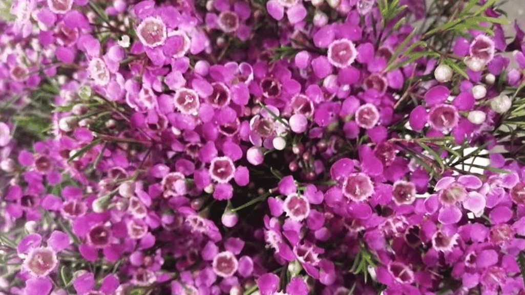 Waxflower with baby's breath in a delicate arrangement