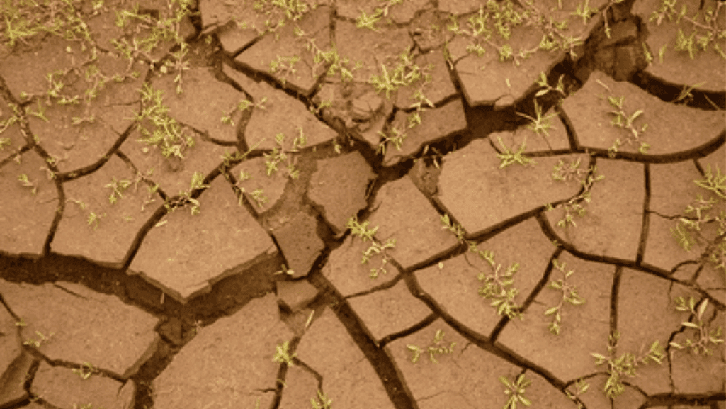alkaline soil