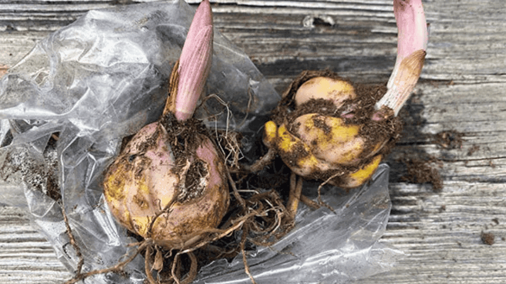 bulbs propagation