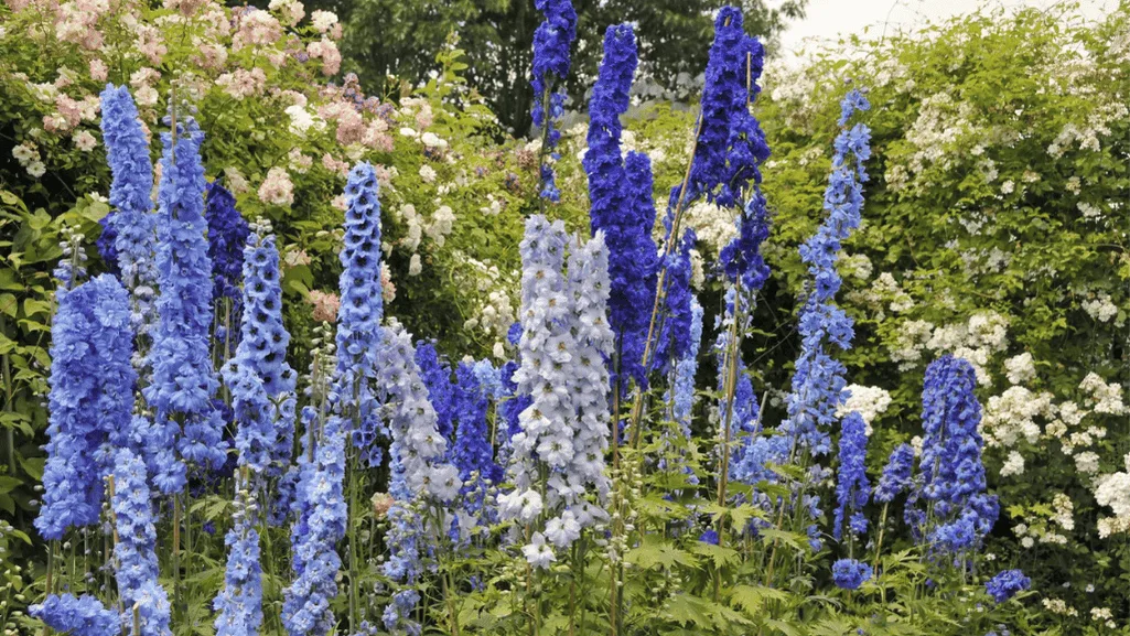 cottage garden plants