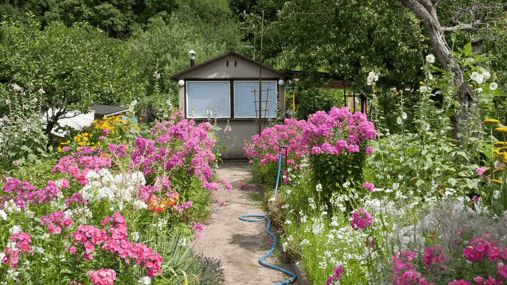 cottage garden