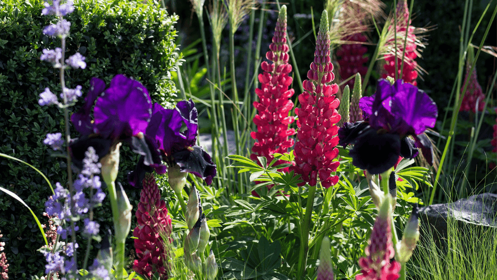 cottage garden