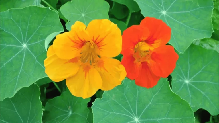 5 Easy Annuals for Beginners