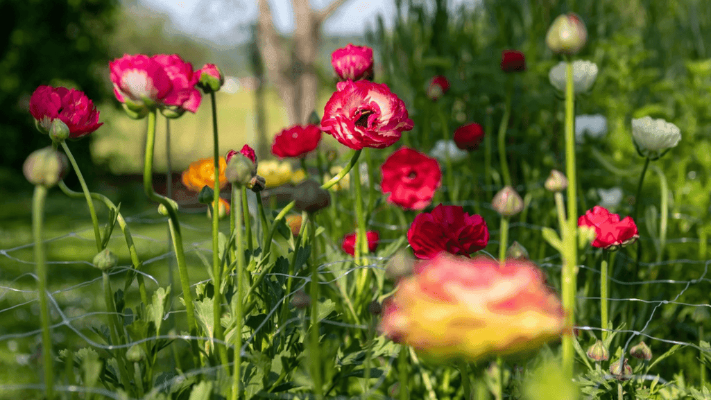growing ranunculus