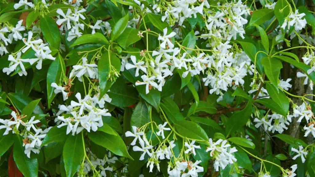hardiness zones Trailing Jasmine