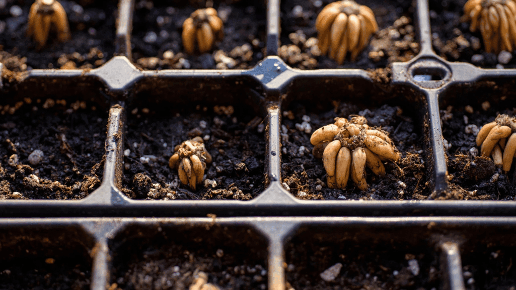 harvest ranunculus corms
