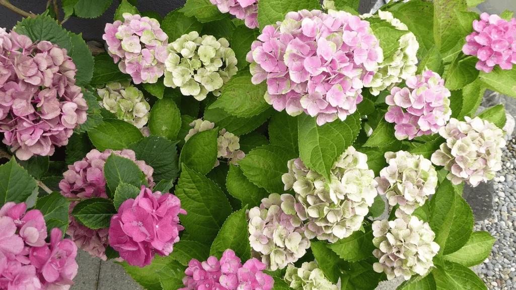 hydrangea paniculata pests