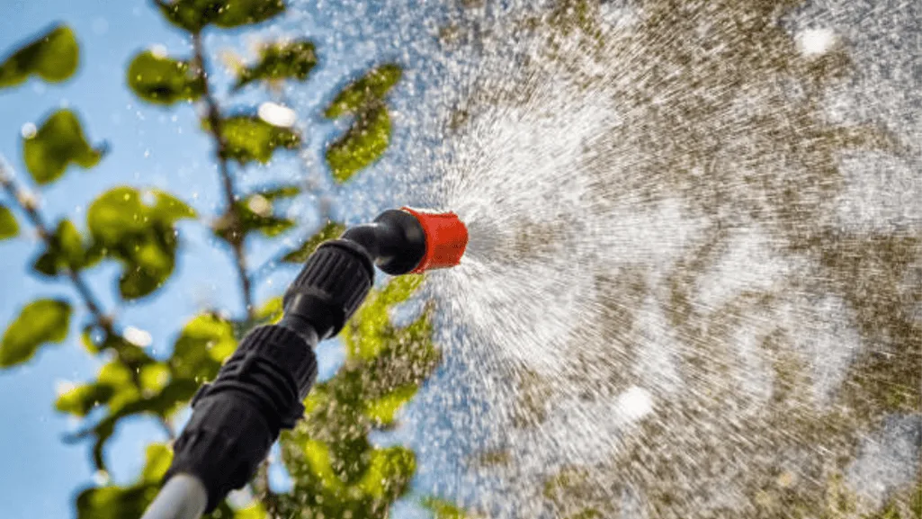 pests spray on leaves