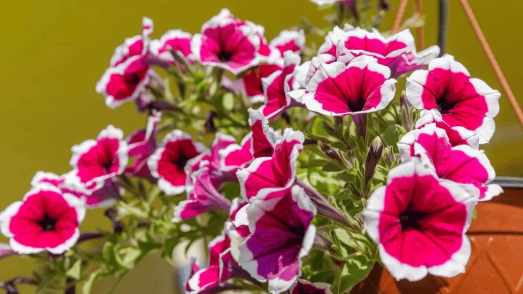 petunias hanging baskets