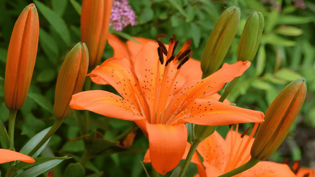 plant asiatic lilies