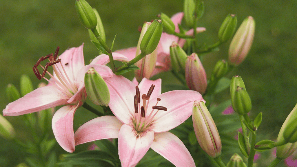 plant asiatic lilies