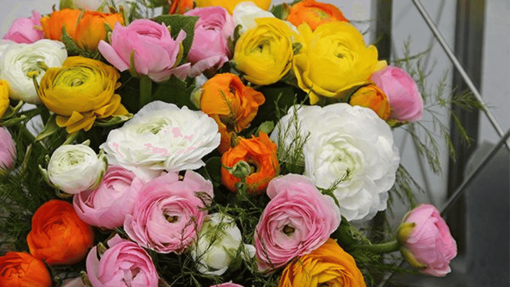 plant ranunculus